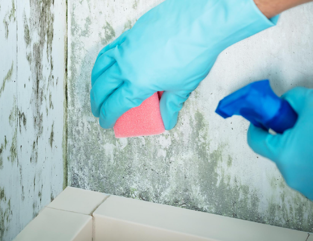 Detergents & Cleaning Agents